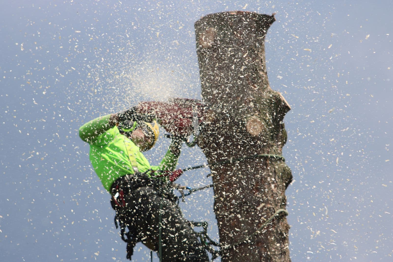 Cutting down a large tree section safely