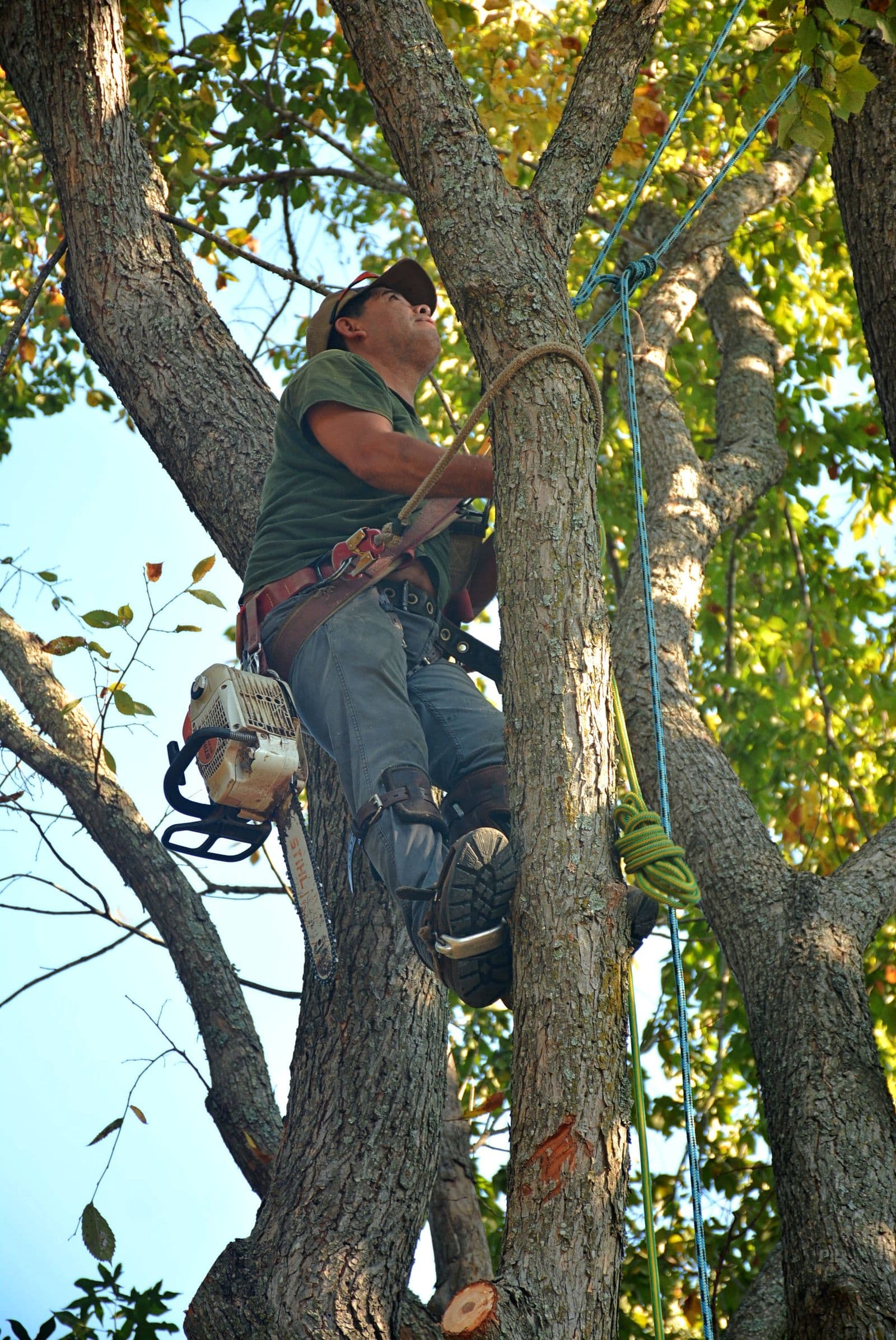 Arborist climbing a tree for careful pruning