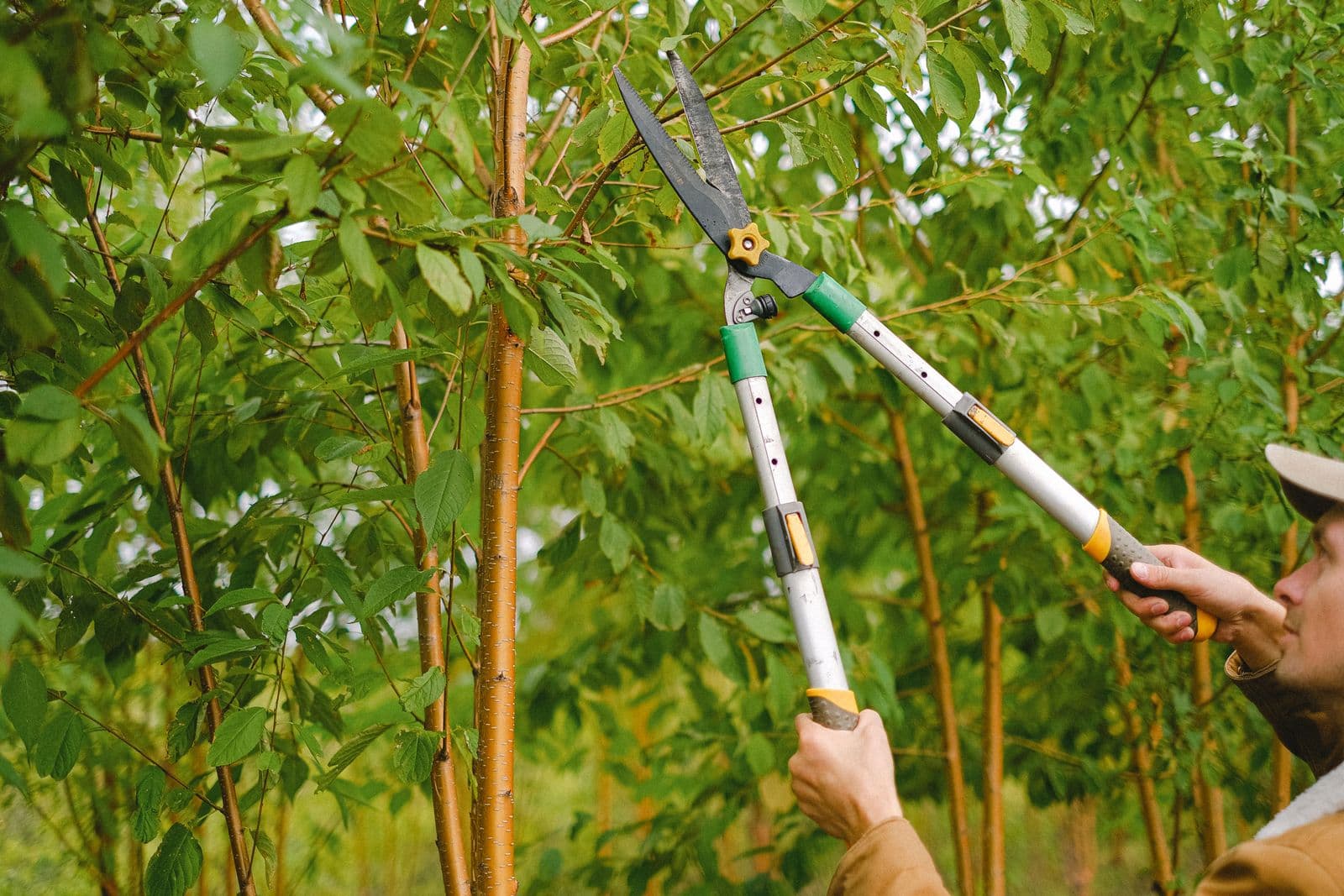 Trimming branches by hand with pruners