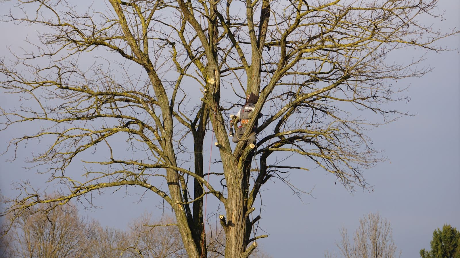 Climbing high into a tree for a full removal